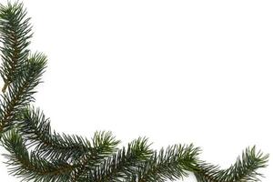 ramas de árboles de navidad. el concepto de año nuevo, navidad, naturaleza. bandera. endecha plana, vista superior sobre fondo blanco foto