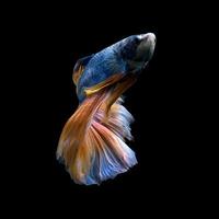 yellow blue betta fish photo