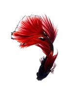 Red betta fish on white background photo