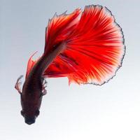 Red betta fish on white background photo