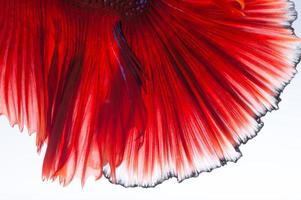 Red betta fish on white background photo