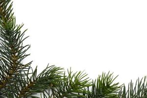 Christmas tree branches. The concept of the new year, christmas, nature. Banner. Flat lay, top view on white background photo