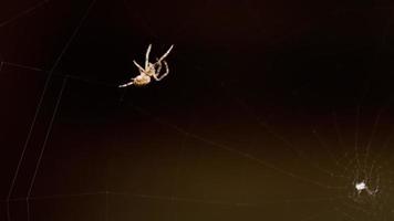 spindel väver ett nät på sommarkvällen video