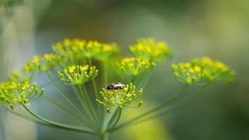 sphaerophoria scripta drone preto amarelo voar nas flores de erva-doce video