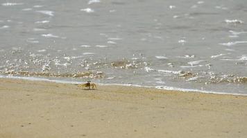 cangrejo fantasma, cangrejo fantasma con cuernos o cangrejo fantasma con ojos de cuerno ocypode ceratophthalmus en la arena de la playa video