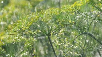 Raindrops on the inflorescence of dill, slow motion video