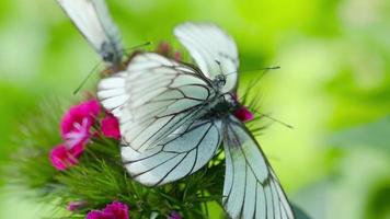 aporia crataegi mariposa blanca veteada negra apareándose en flor de clavel video