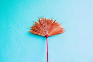 Broom grass on blue wall background