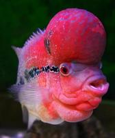 Colorful red crossbreed cichlid fish pet male beautiful flowerhorn swimming fish tank underwater aquarium photo