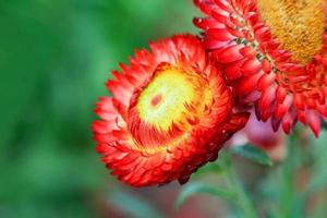 Beautiful Straw flower or Everlasting flower blossom in the spring colorful garden photo