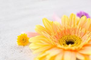 Yellow gerbera spring flowers on white wooden background photo