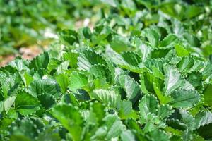 strawberry plant farm fresh organic strawberries growing plantation on fields in the farm garden photo