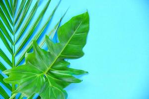 hojas verdes selva de plantas tropicales con hojas de palma y filodendro sobre fondo azul foto