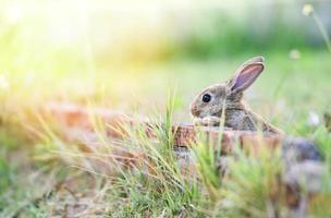 lindo conejo sentado en la pared de ladrillo y campo verde prado de primavera conejito de pascua foto