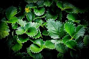 Strawberry plant leaves dark background Fresh green leaf organic strawberries growing plantation on fields photo