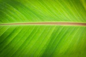 Close up banana leaf pattern green texture background photo