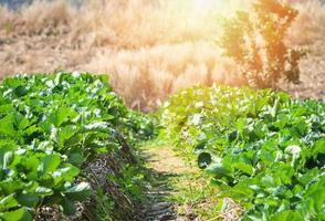 granja de plantas de fresa fresas orgánicas frescas que crecen plantaciones en campos en el jardín de la granja foto