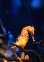 Thorny Seahorse cute sea animal beautiful yellow sea horse swimming underwater ocean photo