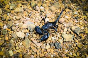 el escorpión emperador negro muerto en el suelo rocoso pandinus imperator foto