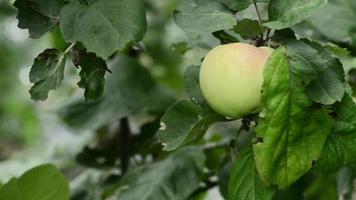 ett äpple hängande på en träd branch.harvest av äpplen. video