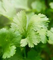 Green Coriander leaves plant on vegetable field organic garden photo