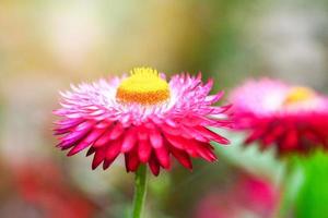 Beautiful Straw flower or Everlasting flower blossom in the spring colorful garden photo