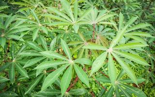 hojas verdes de yuca en la rama de un árbol en la plantación de agricultura de campo de yuca foto