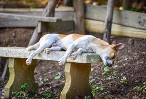 funny dog sleeping on the cement bench in the park photo