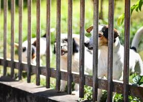 The dog looking outside waiting for the owner in fence front yard at home photo