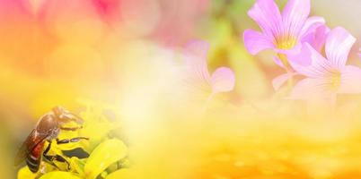 Nature yellow background banner Abstract blur yellow flower spring bright summer photo