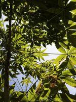 Close up of plants with leafs photo