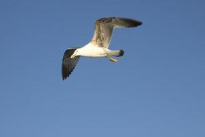 seagull is flying photo