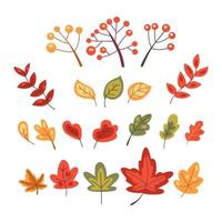 Set of autumn leaves and berries vector