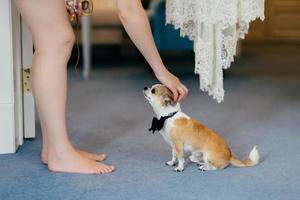 Cropped shot of unrecognizable woman pets her small dog with bowtie on neck, have friendly relationships. People, animals concept. photo