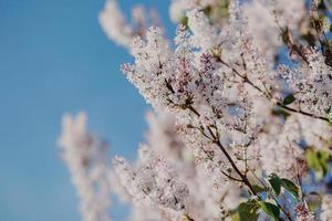 rama de lila floreciente en el parque de primavera contra el fondo del cielo azul. jardín en flor. lila violeta. hermosas flores al aire libre. concepto de primavera foto