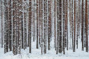 Beautiful winter forest. Trunks of trees covered with snow. Winter landscape. White snows covers ground and trees. Majestic atmosphere. Snow nature. Outdoor shot photo