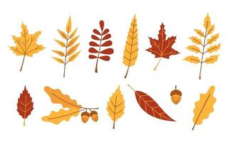 Conjunto vectorial de otoño con hojas rojas y amarillas. rama de roble y hojas de bellota, arce y serbal. colección de otoño. árboles de octubre. vector