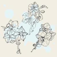 Vector flower of orchid. Ink illustration isolated.