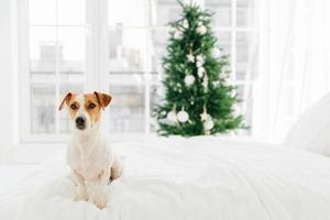 Happy winter holidays concept. Cute pedigree puppy sits on white comfortable bed, looks thoughtfully somewhere, big window and decorates New Year tree in background photo