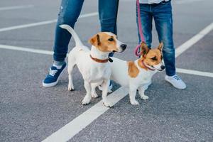 Two dogs with unrecognizable owners on leashes have walk outdoor, pose at asphalt at street. Mother and daughter wear jeans and sneakes stroll with pets. Animals and recreation concept photo