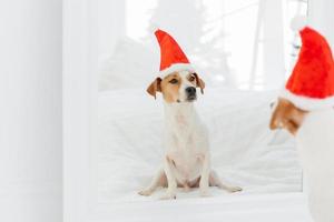 Indoor shot of kack russell terrier wears winter hat symbolozing New Year, looks in mirror. Pedigree dog has image of Santa Claus. Copy space on left side photo