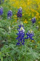 bluebonnets sobre un fondo de flores amarillas. foto