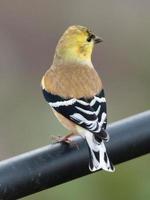 An American goldfinch visiting a feeder. photo