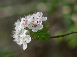 When the flowers of parsley hawthorn first open, they have beautiful pink anthers. photo