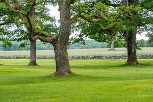 Stately old trees on a manicured lawn in front of an old stone wall and an agricultural field. photo