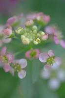 Defocused image of a soft pink alyssum bloom set against a green background. photo