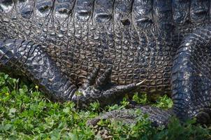 Close-up view of an alligator's midsection in profile, its limbs relaxed as it basks in the sun. photo