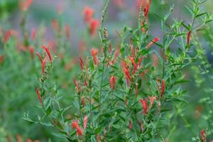 Anisacanthus, often referred to as Hummingbird bush or Flame acanthus, grows tall and brings long-lasting color to the garden. photo