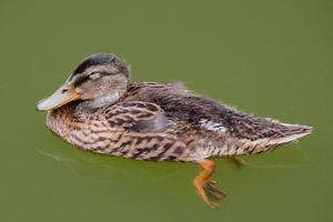 A young mallard duck swimming in a pond. photo