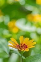 Vertical image of a yellow zinnia flower below a yellow and green bokeh background with space for copy. photo